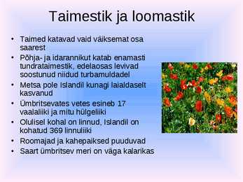 Powerpoint Islandi kohta #6