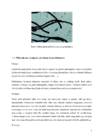 Kangaste organoleptiline analüüs #9