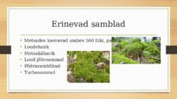 Sambla- ja samblikurinne #4