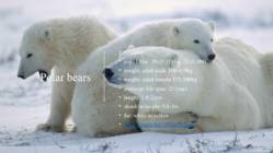 Big bears in Canada #3