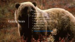 Big bears in Canada #4