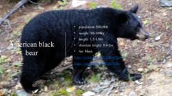 Big bears in Canada #5