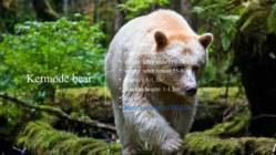 Big bears in Canada #6