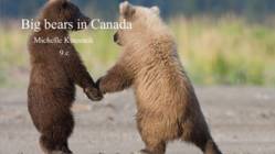 Big bears in Canada