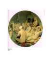 Ingres #10