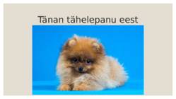 Pomeranian #6