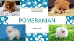 Pomeranian
