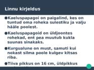 KaelusPapagoi-Psittacula krameri #2