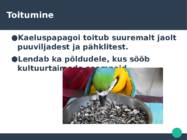 KaelusPapagoi-Psittacula krameri #5