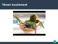 KaelusPapagoi-Psittacula krameri #8