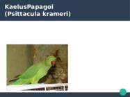 KaelusPapagoi-Psittacula krameri