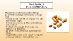 Kultuuritaime presentatsioon-Maapähkel #2