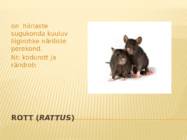 Rott #2