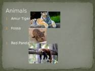 Bronx Zoo #5