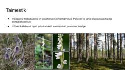 Palumaa maastikurajoon #11