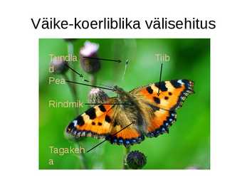 Väike-koerlibikas #2