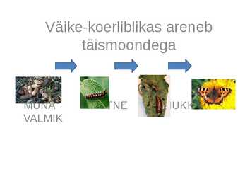 Väike-koerlibikas #4