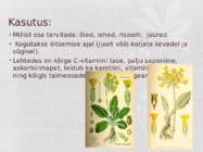 Nurmenukk Primula veris #3