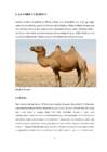Kaamel referaat #4