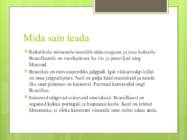 Minu Brasiilia #4