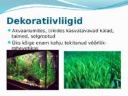 VÕÕRLIIGID LÄÄNEMERES #9