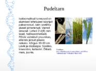Siirdesoo #4