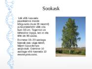 Siirdesoo #5