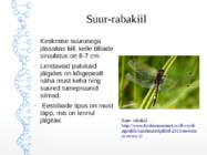 Siirdesoo #10