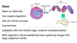 DNA-geenid ja kromosoomid #11