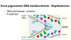 DNA-geenid ja kromosoomid #13