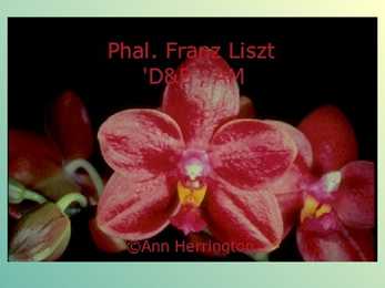 Liszt #21