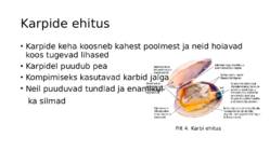 Teod ja karbid #6