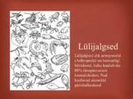 Lülijalgsed #2
