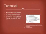 Lülijalgsed #3
