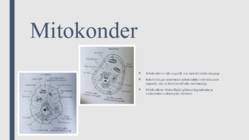 Peroksüsoomid ja mitokondrid #6