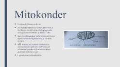 Peroksüsoomid ja mitokondrid #7