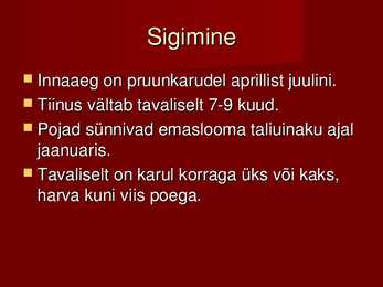 Karu #4