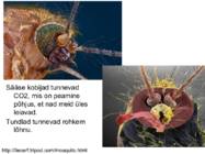 Miks on kooli kohustuslikus-õppekavas bioloogia #35