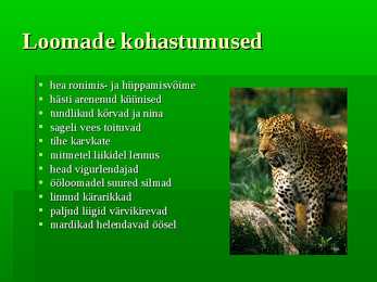 Vihmametsad #11