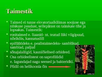 Vihmametsad #14