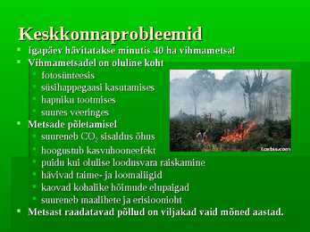Vihmametsad #18