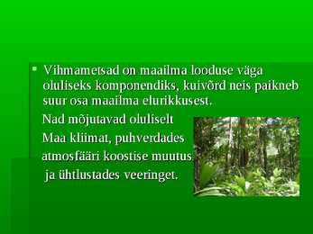 Vihmametsad #3