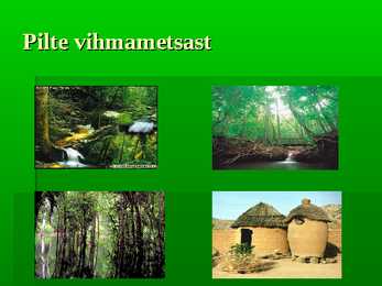 Vihmametsad #21
