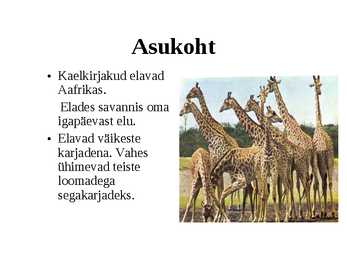 Kaelkirjak #3