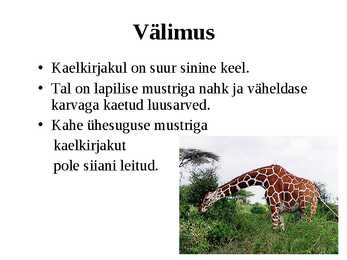 Kaelkirjak #5