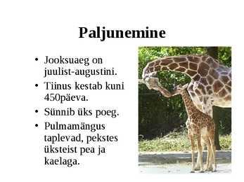 Kaelkirjak #7