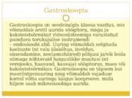 Kõrvetised esitlus #6