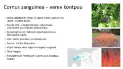 Ilukirss ja-õunapuu-kontpuu-magesõstar #7