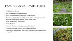 Ilukirss ja-õunapuu-kontpuu-magesõstar #8
