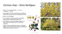 Ilukirss ja-õunapuu-kontpuu-magesõstar #9